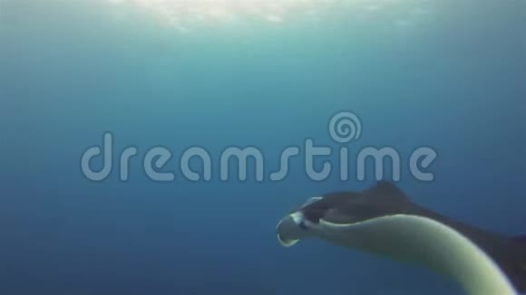 蓝色阳光海水背景下大曼塔雷游泳与曼塔亲密视频的预览图