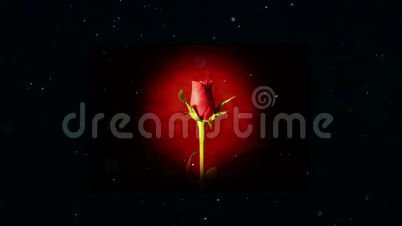 红玫瑰花在孤立的黑色上视频的预览图