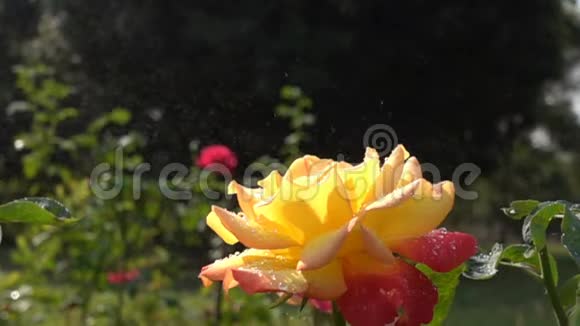 向红黄色玫瑰花喷水视频的预览图