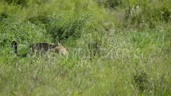 高草草原上的野生非洲豹视频的预览图
