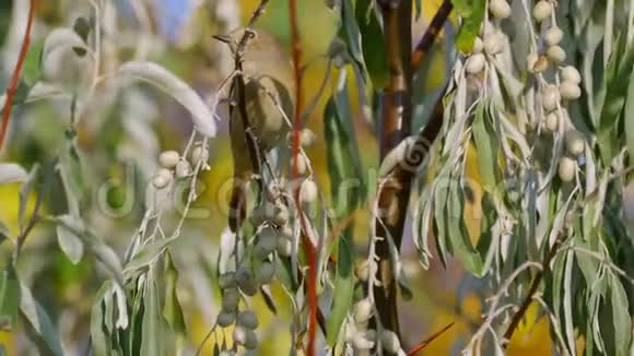 雌鸟雌鸟坐在一棵树的树枝上的普通红雀视频的预览图