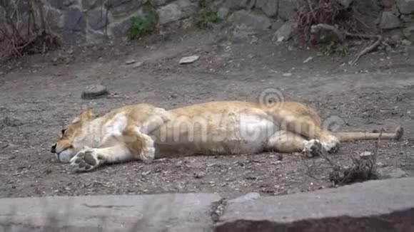 动物园里美丽的年轻母豹躺在地上视频的预览图
