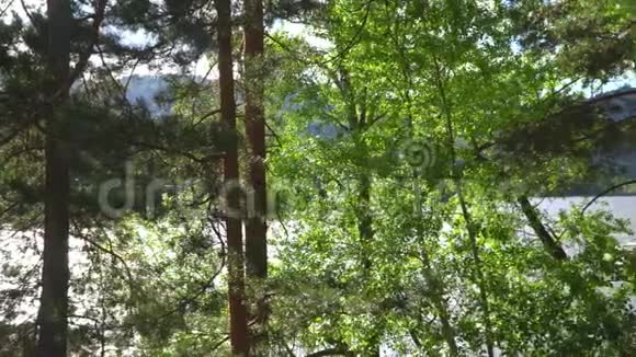 山河岸边的树木视频的预览图