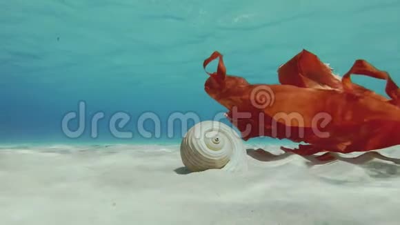 桑迪海底巨屯贝壳视频的预览图