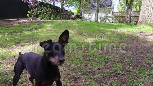 狗狗喜欢在户外打球视频的预览图