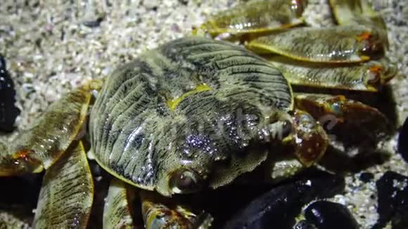 红海礁沿岸带的沿海蟹视频的预览图