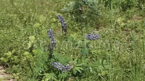 草地上的蓝色野花视频的预览图