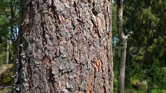 一棵老松树树皮的美丽景色视频的预览图