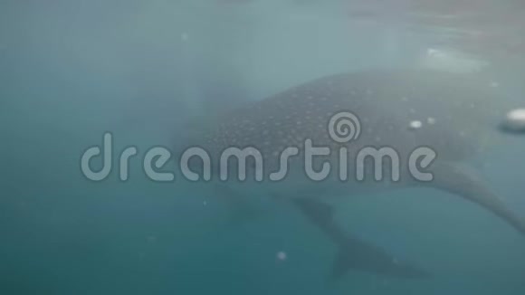 鲸鲨在水下近距离游动天然保护区透明海水中的野生鲸鲨野生动物视频的预览图