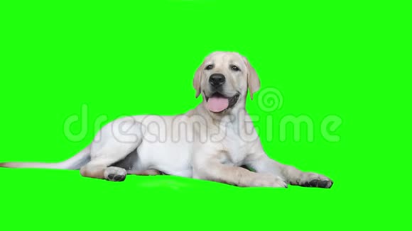 绿色屏幕上一只拉布拉多小狗的美丽肖像视频的预览图