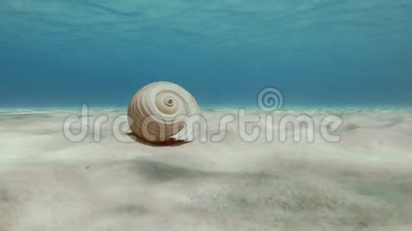 桑迪海底巨屯贝壳视频的预览图