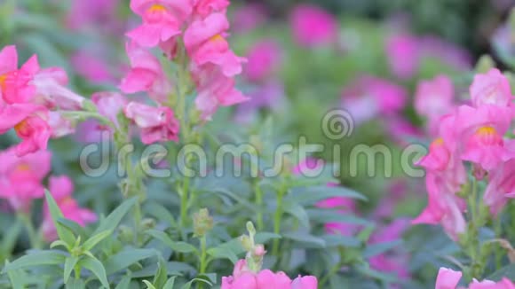 在阳光明媚的夏天或春天花园里有粉红色的花和绿叶背景蛇龙花视频的预览图
