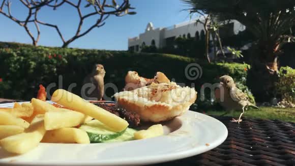 可爱的麻雀从桌子上偷食物小鸟在盘子里啄一个汉堡包视频的预览图