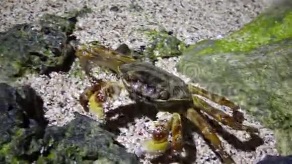 红海礁沿岸带的沿海蟹视频的预览图