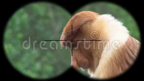 雄性Proboscis猴NasalisLarvatus通过双目观察观看野生动物野生动物园视频的预览图