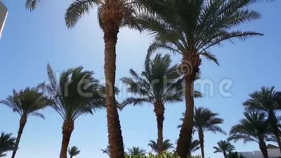 阳光透过棕榈叶照射蓝天在炎热的国家阳光明媚的日子里奇异的树木棕榈树映衬着蓝天视频的预览图