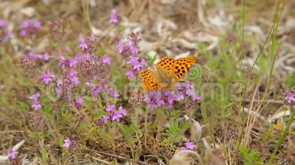 田野里野花上的蝴蝶视频的预览图
