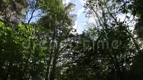 镜头从第一人称视角沿着森林中的小路移动视频的预览图