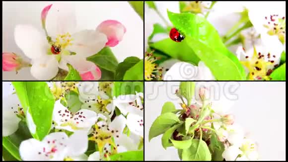 花梨上的瓢虫在白色背景上旋转视频360视频的预览图