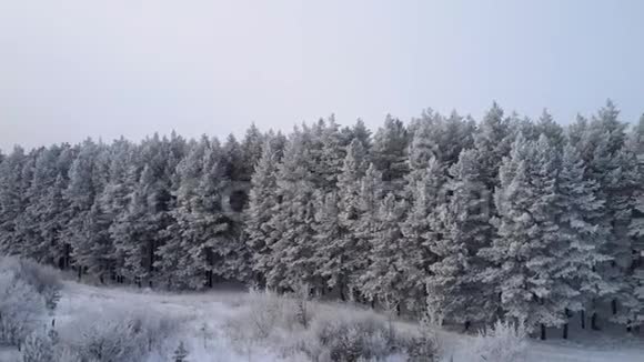 从山顶俯瞰冬季森林视频的预览图