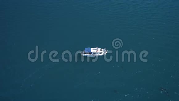 一群海豚从船旁边的水中跳出来海豚在船前游泳海豚视频的预览图