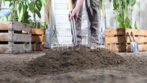 女人在菜园里用铲子挖春土靠近装满甜椒植物的木箱视频的预览图