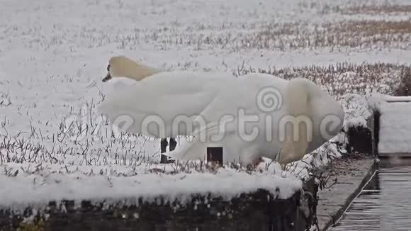 暴风雪期间的天鹅天鹅视频的预览图
