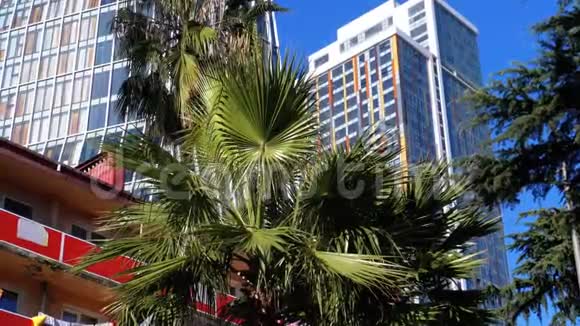 度假小镇摩天大楼和酒店背景上的棕榈树视频的预览图