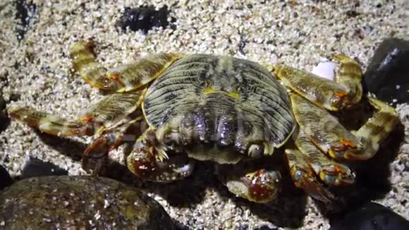 红海礁沿岸带的沿海蟹视频的预览图