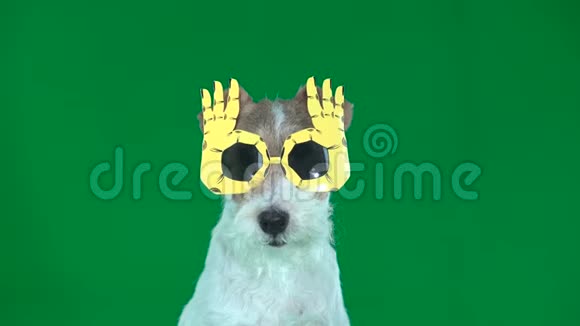 狐狸猎犬在黄色眼镜特写绿色屏幕视频的预览图