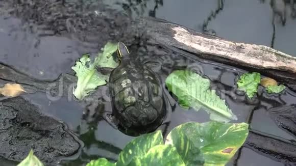 一只小乌龟吃蔬菜水中的海龟视频的预览图