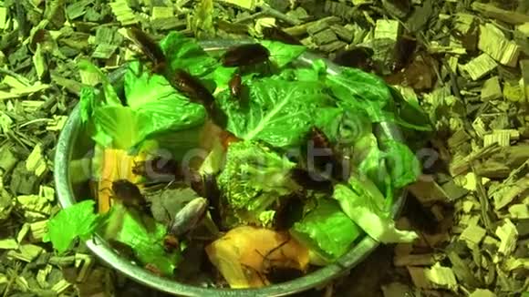 蟑螂和新鲜蔬菜放在盘子里葡萄牙共和国视频的预览图