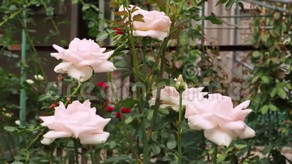 玫瑰花蕾娇艳的颜色在微风的吹拂下摆动视频的预览图
