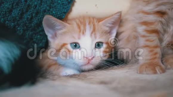 毛茸茸的可爱的红色小猫谎言和环顾四周视频的预览图