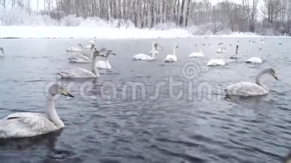 冬天的湖流动天鹅的家人漂浮在干净的水里野鸟游4k视频的预览图