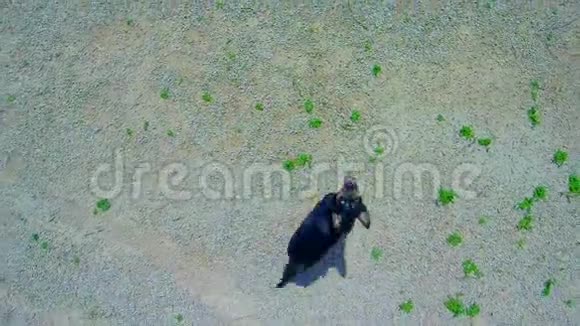 跳跃狗捕捉无人机的鸟瞰图视频的预览图