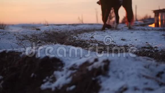 马与骑手在空中骑行冬天在街道上对抗美丽的日落特写美丽的马视频的预览图