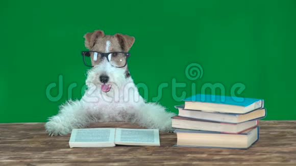 带书的校犬绿色屏幕视频的预览图