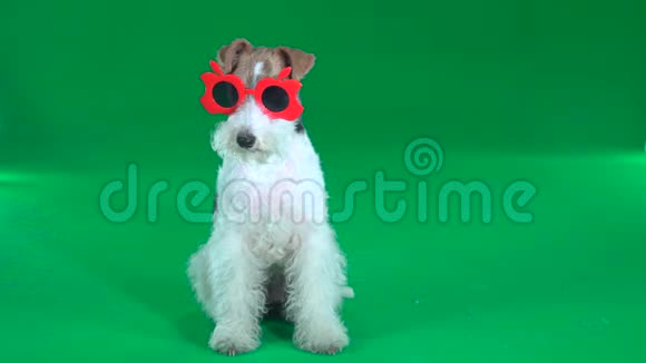 狐狸猎犬戴着红眼镜绿色屏幕视频的预览图