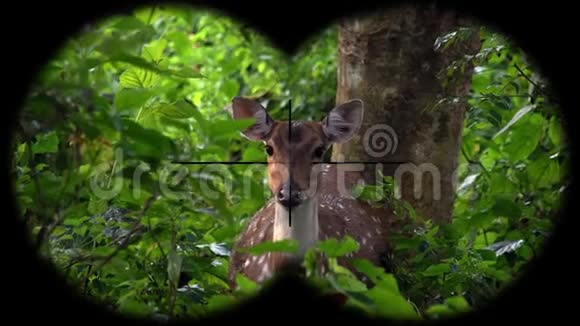 雌斑鹿又称或轴通过双眼看到观赏动物视频的预览图