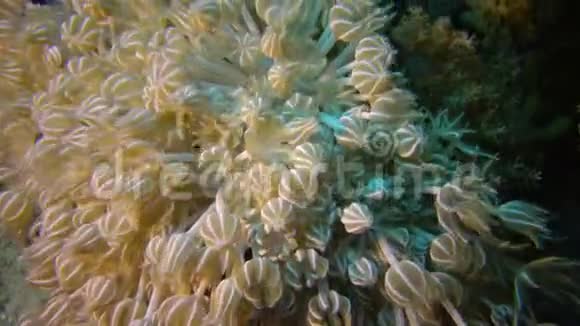 珊瑚礁软珊瑚息肉捕获浮游生物视频的预览图
