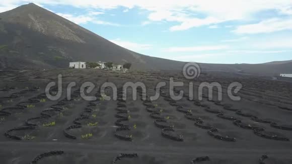 兰萨罗特黑火山土壤上的葡萄园在拉吉利亚葡萄酒种植的空中风景视频的预览图