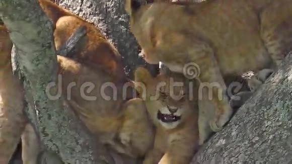 小狗狮子在树上视频的预览图