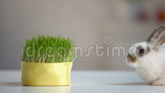可爱的绒毛兔咬草植物有机宠物营养星球环境视频的预览图