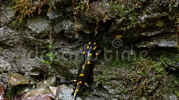 森林中的蜥蜴自然界中带有黄刺两栖动物的黑爬行动物视频的预览图