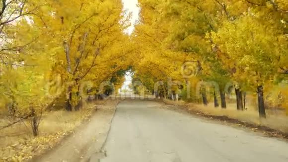 秋天黄树冠下的路视频的预览图