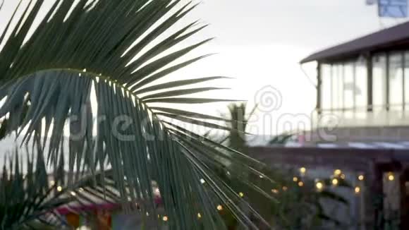 海滩上的傍晚咖啡厅穿过棕榈树枝视频的预览图