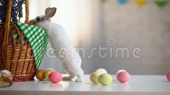 好奇的复活节兔子篮子和彩蛋春季宗教节日视频的预览图