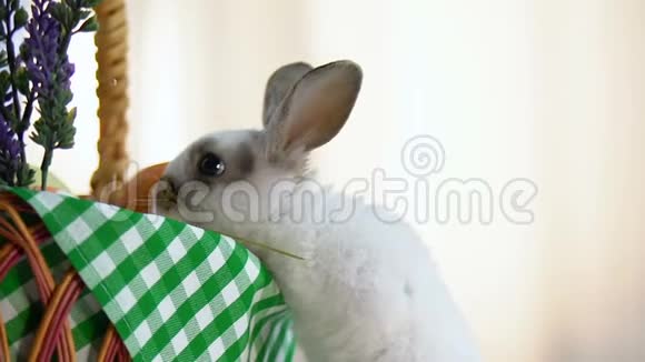 好奇的兔子看着神圣的复活节篮子嗅着彩蛋传统视频的预览图