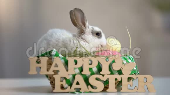 可爱的复活节兔子在篮子里嚼干草节日装饰问候标志视频的预览图